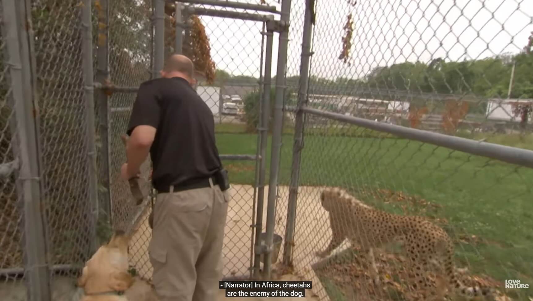 ラブラドールレトリーバー,動画