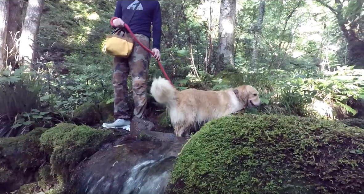 ゴールデンレトリーバー,動画