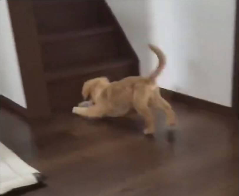 ゴールデンレトリーバー,動画