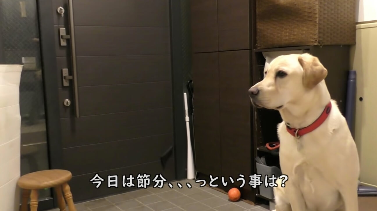 ラブラドールレトリーバー,動画