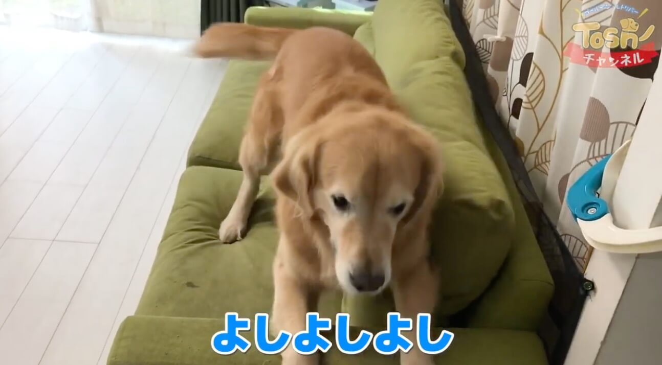 ゴールデンレトリーバー,動画