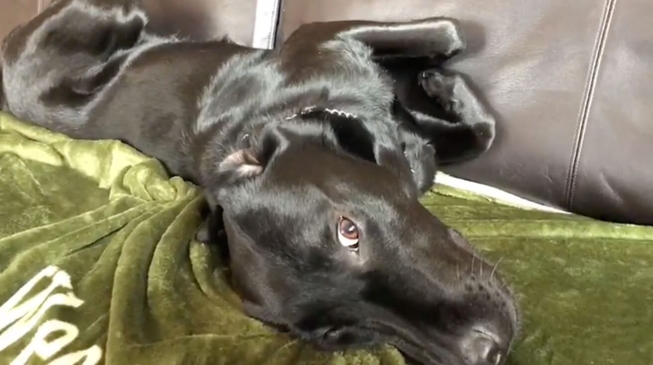 ラブラドールレトリーバー,動画