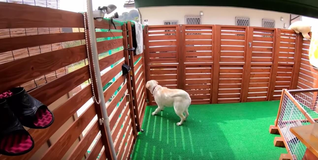 ラブラドールレトリーバー,動画