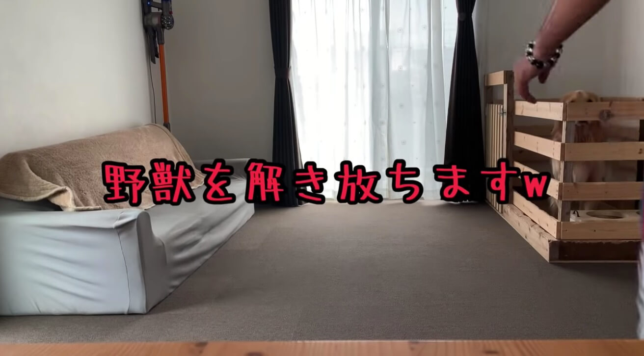 ゴールデンレトリーバー,動画