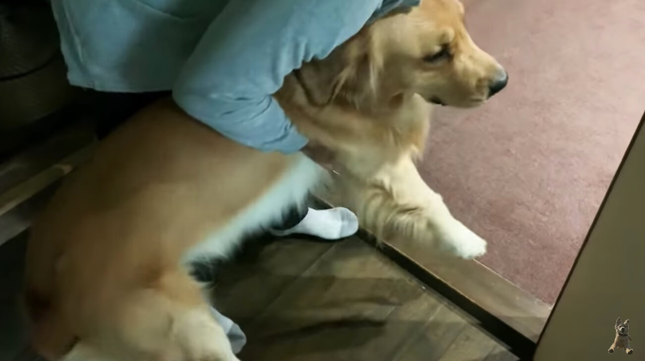 ゴールデンレトリーバー,動画