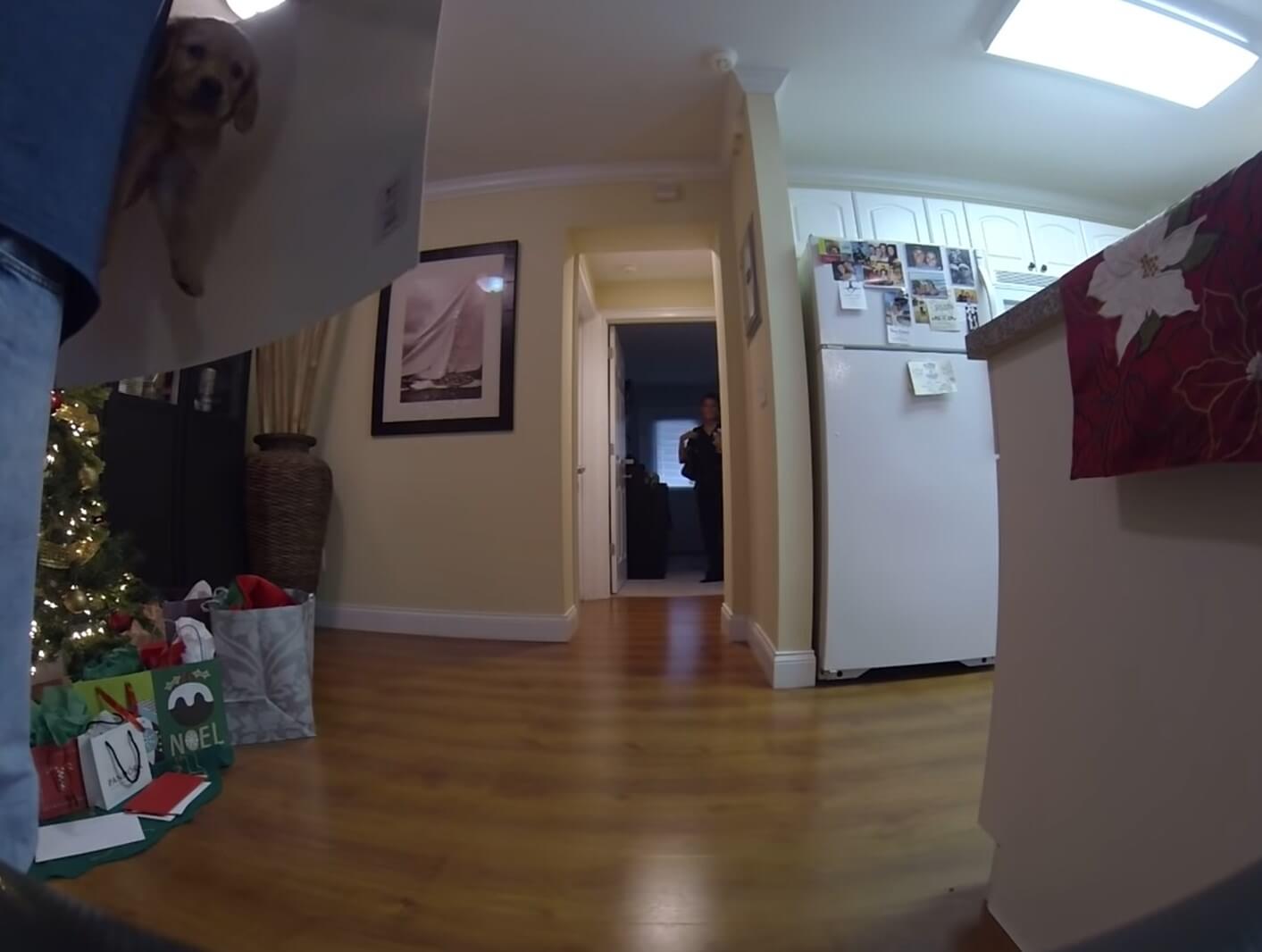 ゴールデンレトリーバー,動画