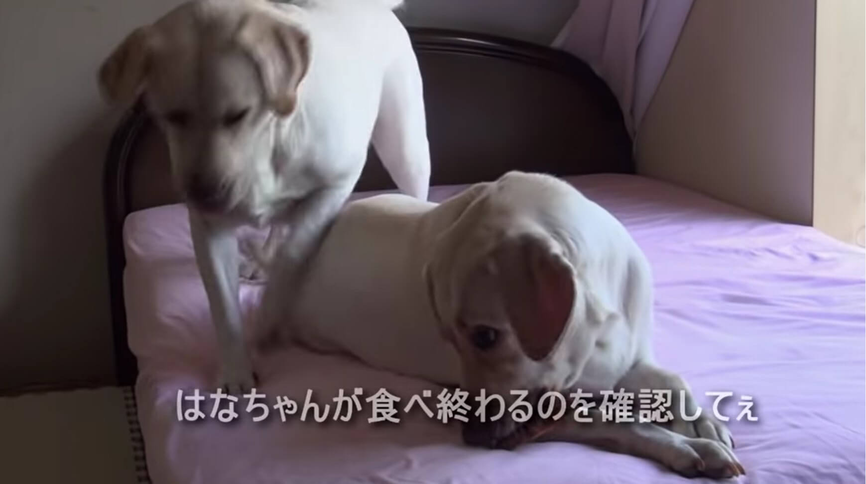 ラブラドールレトリーバー,動画