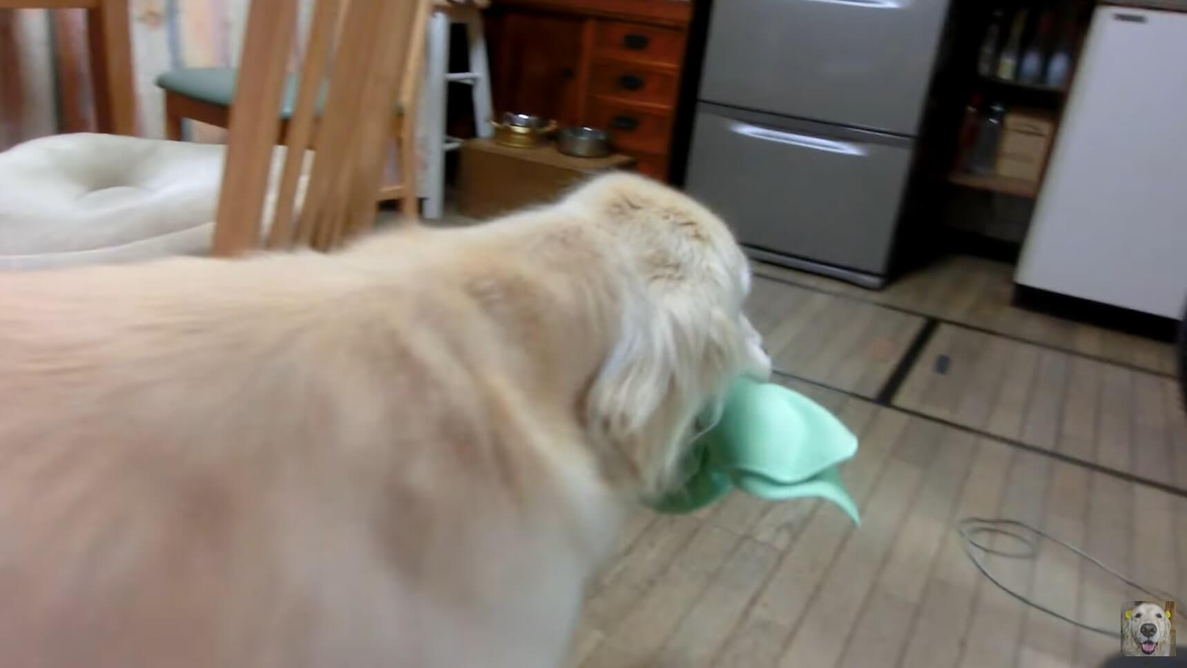 ゴールデンレトリーバー,動画