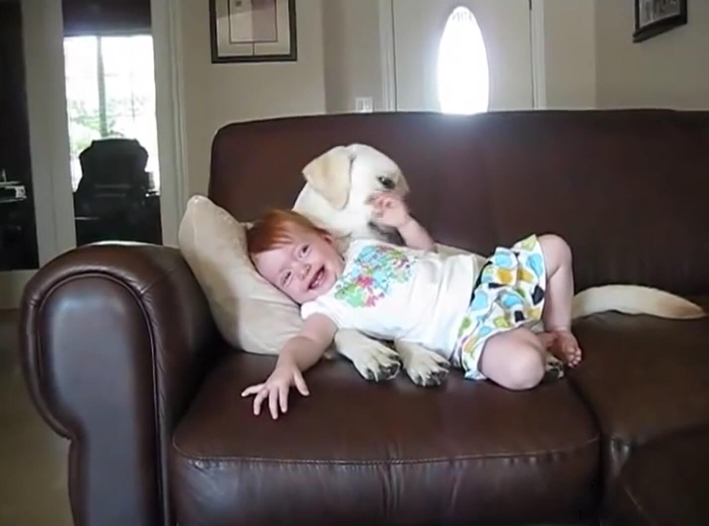 ラブラドールレトリーバー,動画