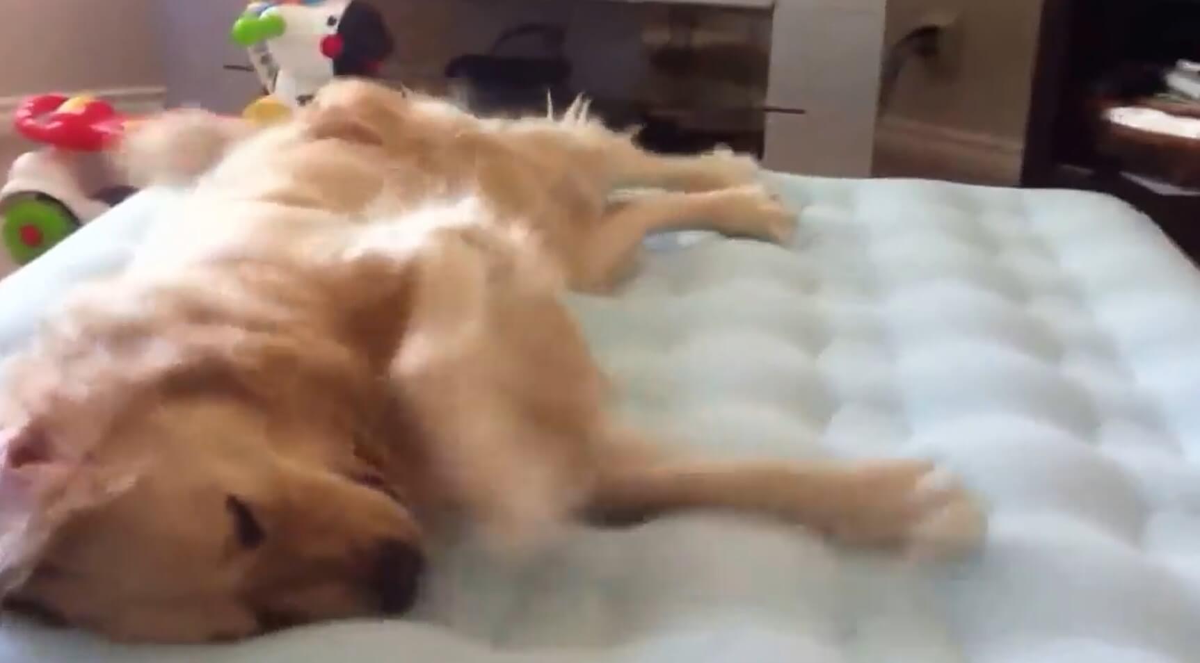 ゴールデンレトリーバー,動画