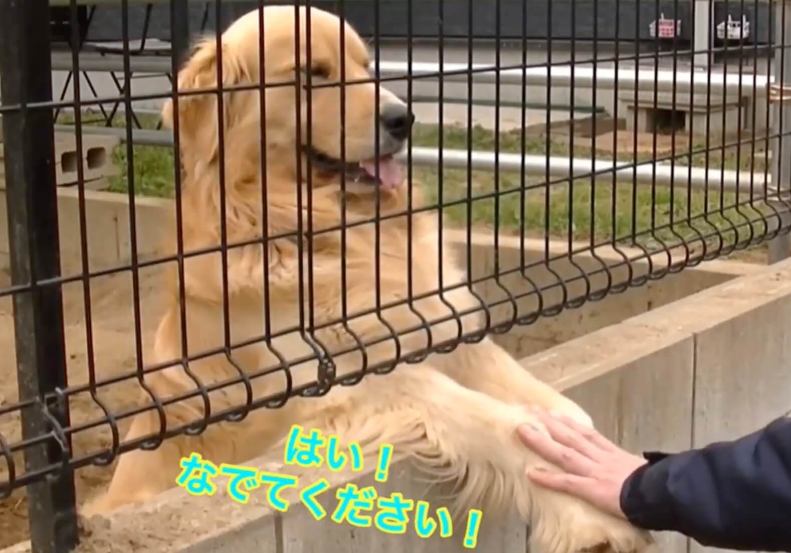 ゴールデンレトリーバー,動画