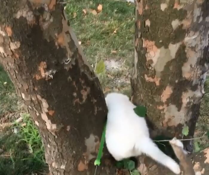 ゴールデンレトリーバー,動画