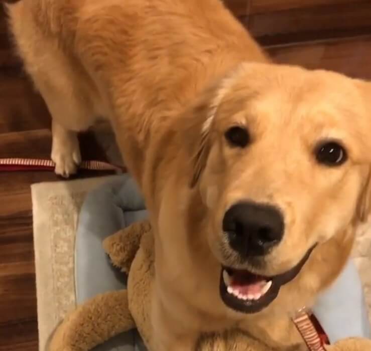 ゴールデンレトリーバー,動画