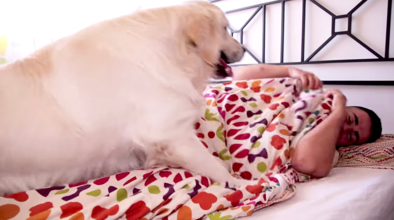 ゴールデンレトリーバー,動画