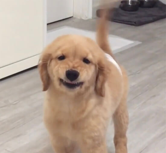 ゴールデンレトリーバー,動画