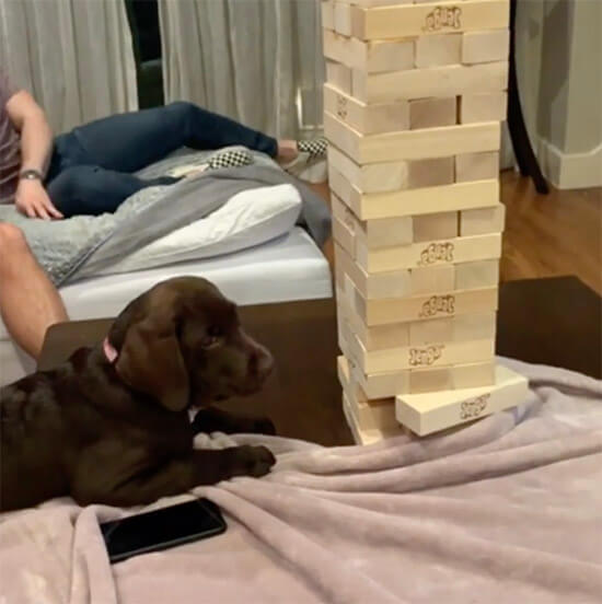 ラブラドールレトリーバー,動画