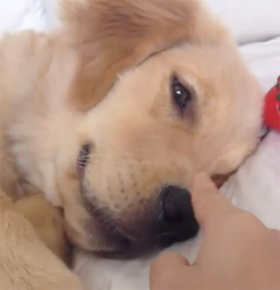 ゴールデンレトリーバー,動画