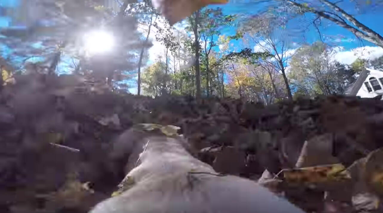 ラブラドールレトリーバー,動画