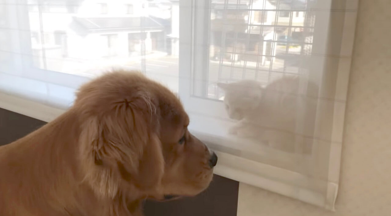 ゴールデンレトリーバー,動画