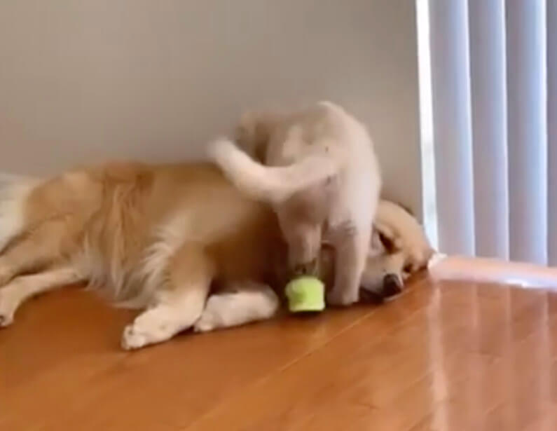 ゴールデンレトリーバー,動画