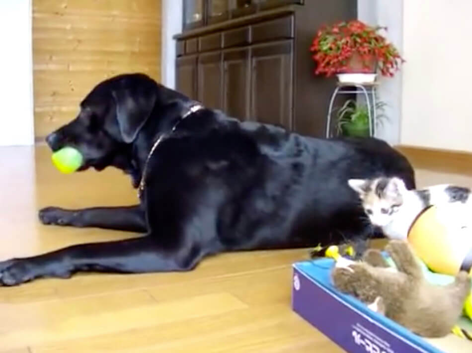 ラブラドールレトリーバー,動画