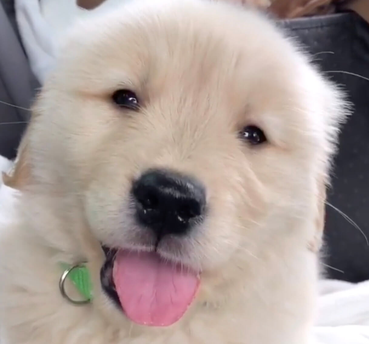 ゴールデンレトリーバー,動画