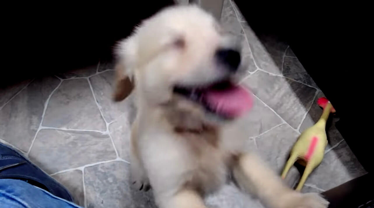 ゴールデンレトリーバー,動画