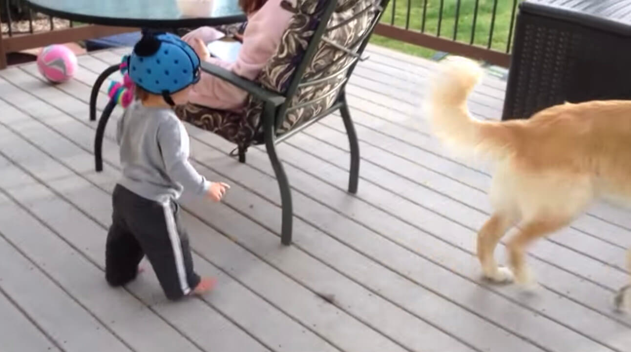 ゴールデンレトリーバー,動画