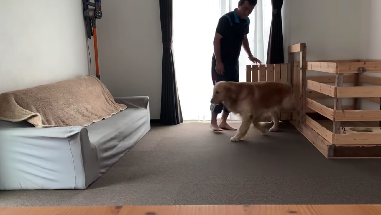 ゴールデンレトリーバー,動画