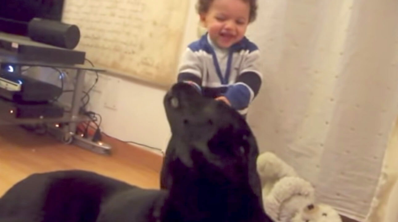 ラブラドールレトリーバー,動画