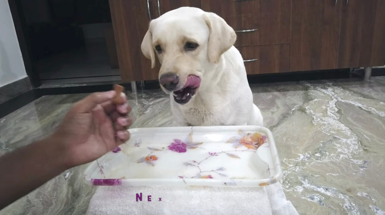 ラブラドールレトリーバー,動画