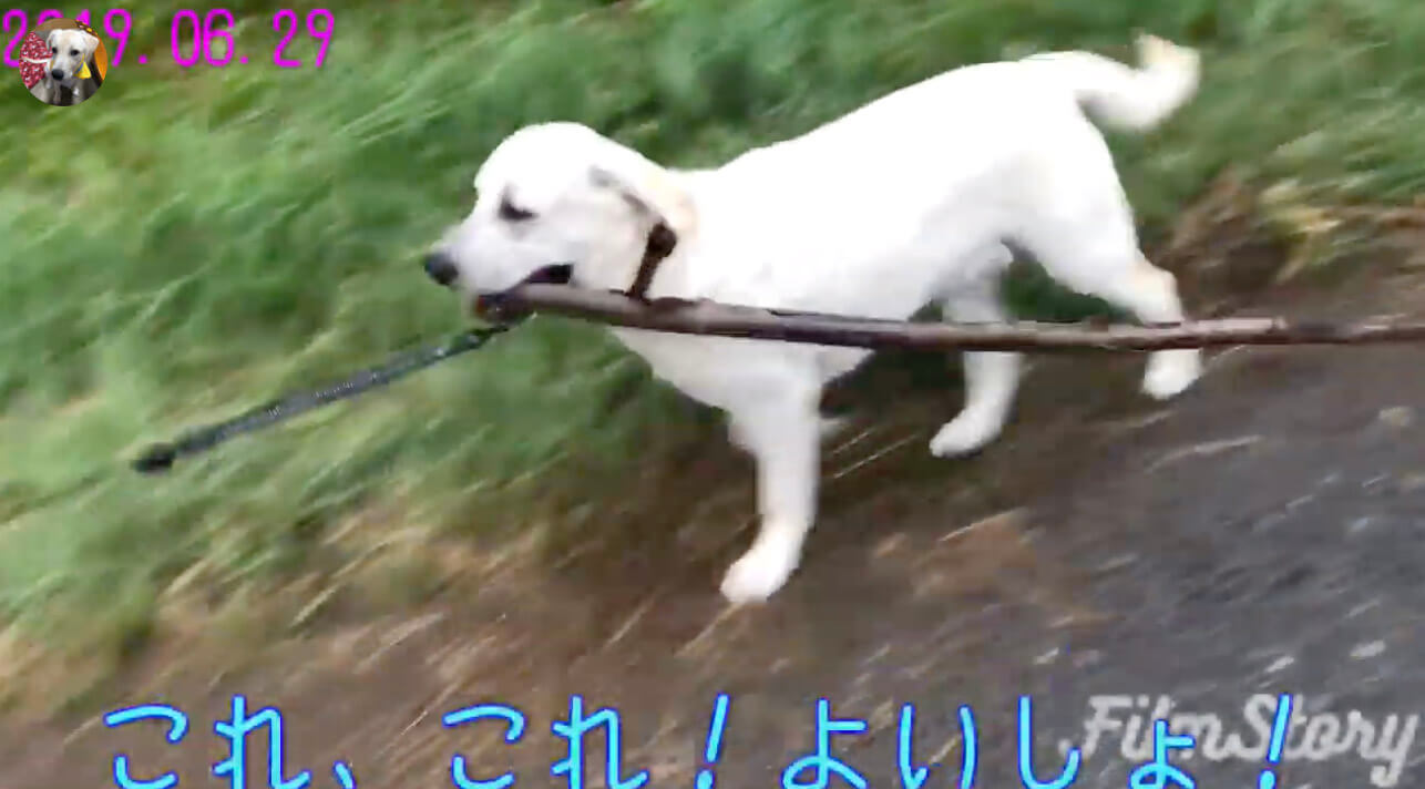 ラブラドールレトリーバー,動画