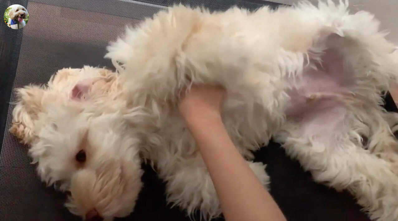 ラブラドゥードル,動画