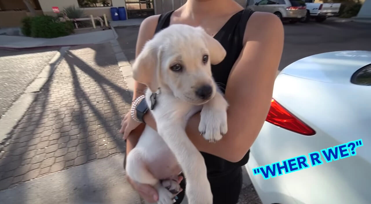 ラブラドールレトリーバー,動画