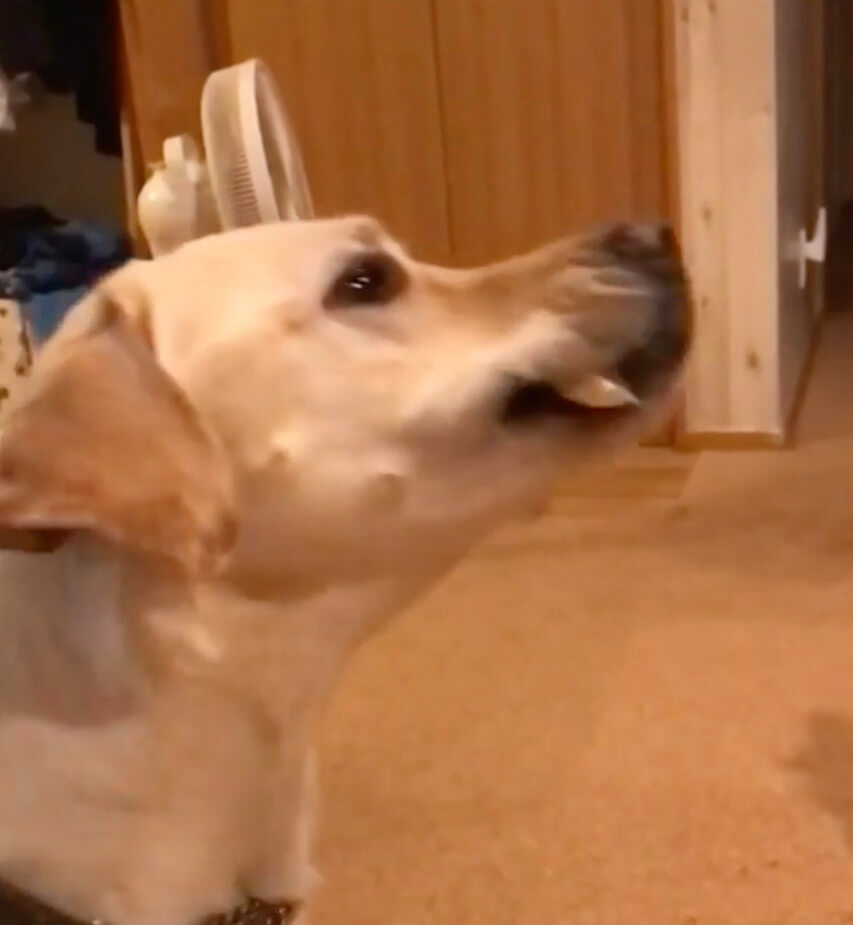 レトリーバー,動画