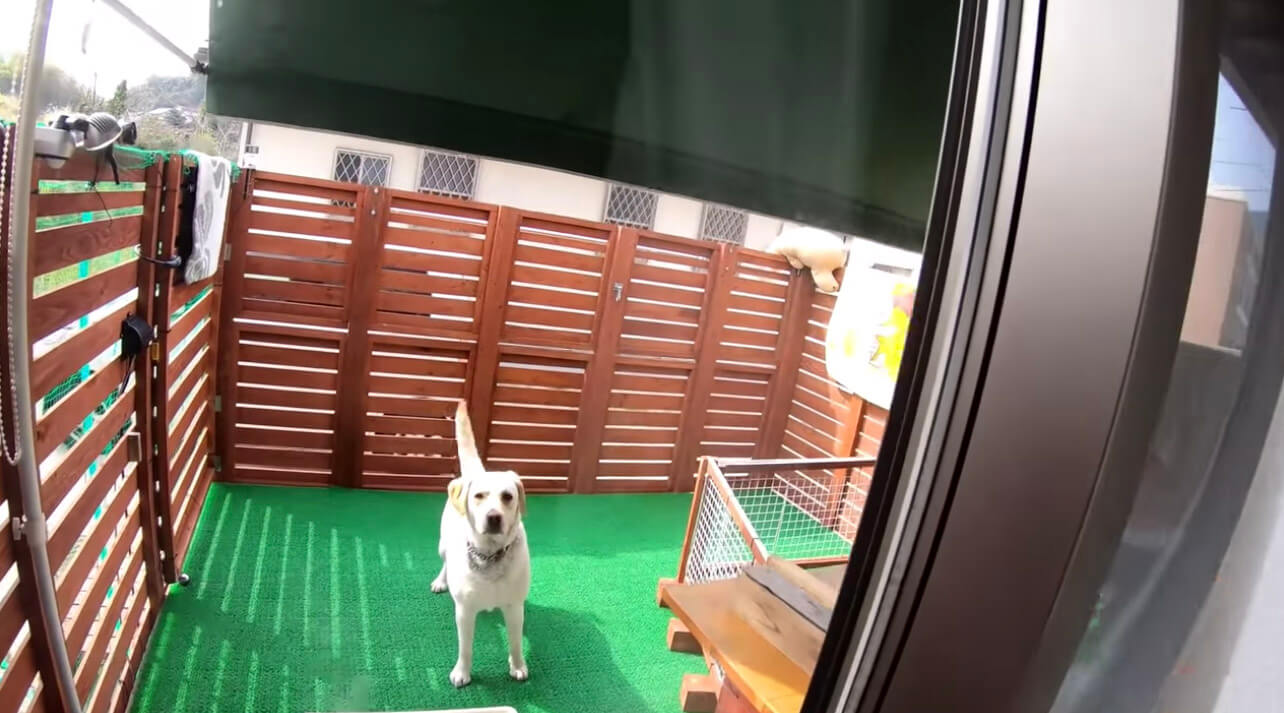 ラブラドールレトリーバー,動画