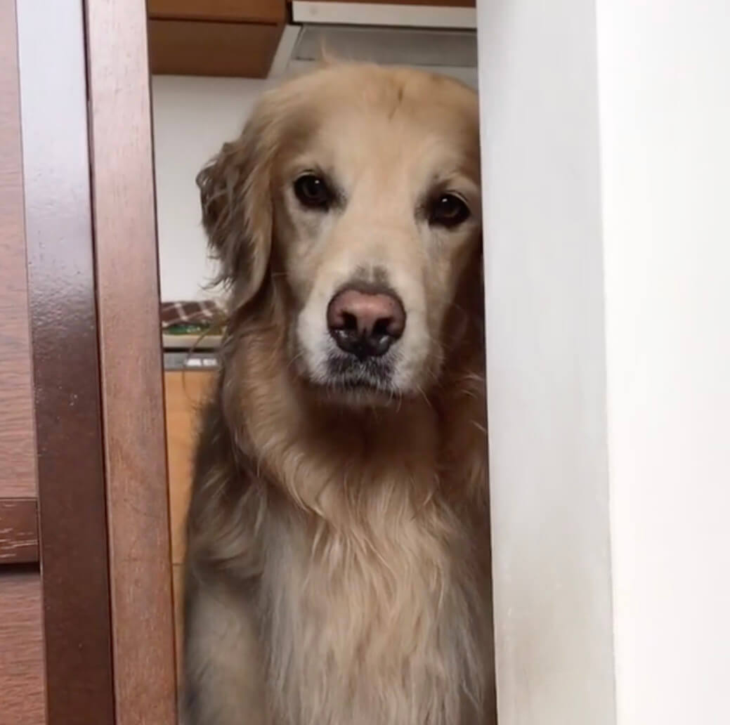 ゴールデンレトリーバー,動画