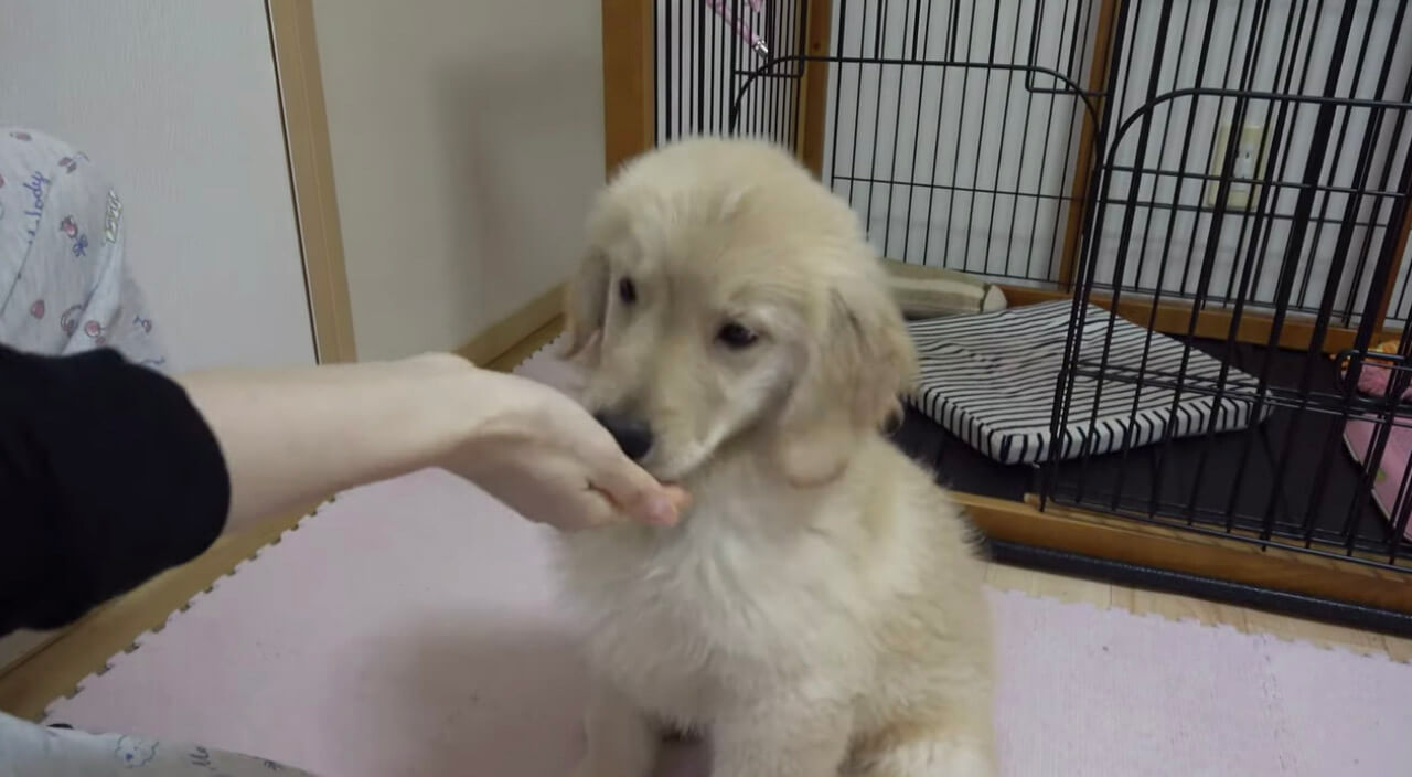 ゴールデンレトリーバー,動画