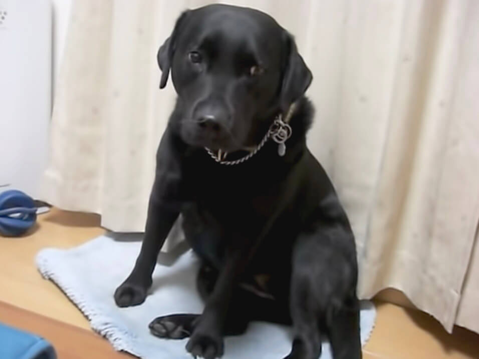 ラブラドールレトリーバー,動画
