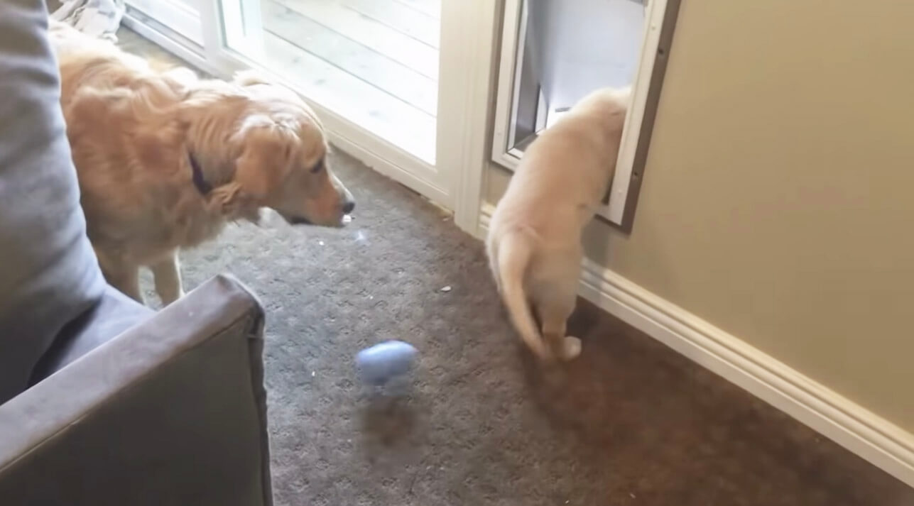 ゴールデンレトリーバー,動画