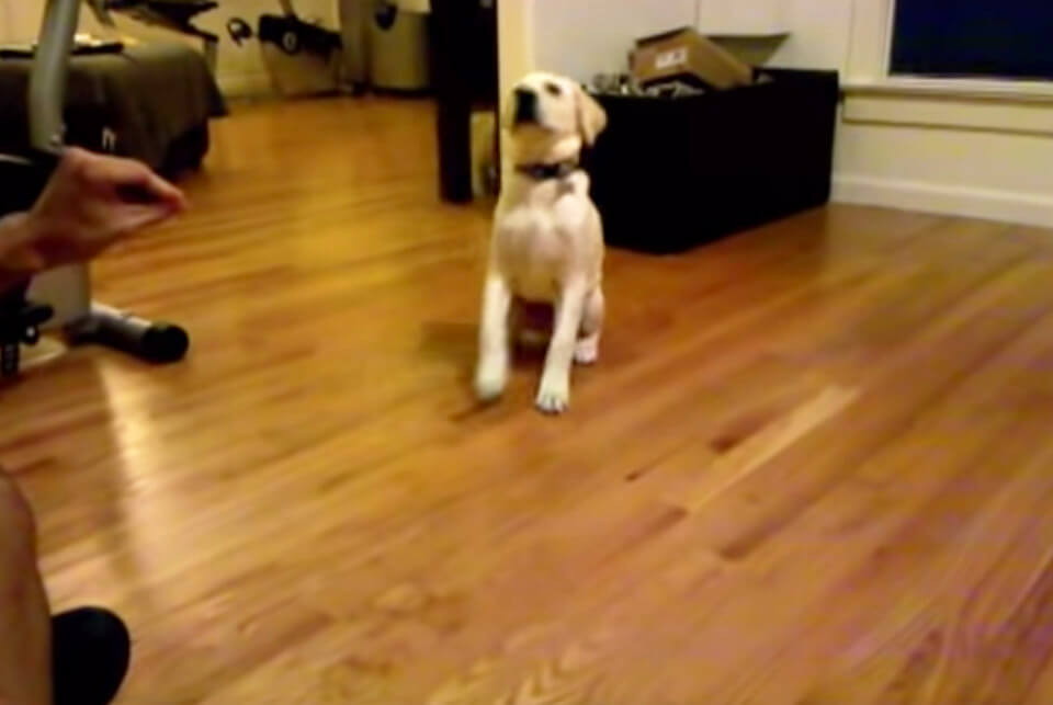 ラブラドールレトリーバー,動画