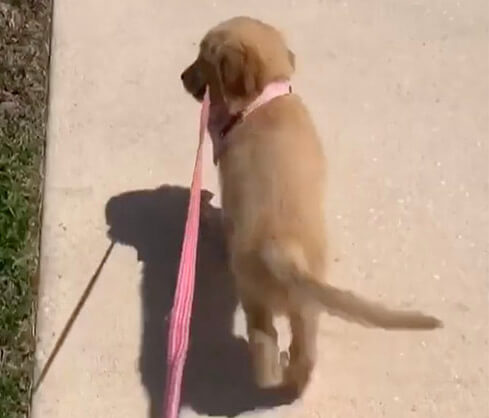 ゴールデンレトリーバー,動画