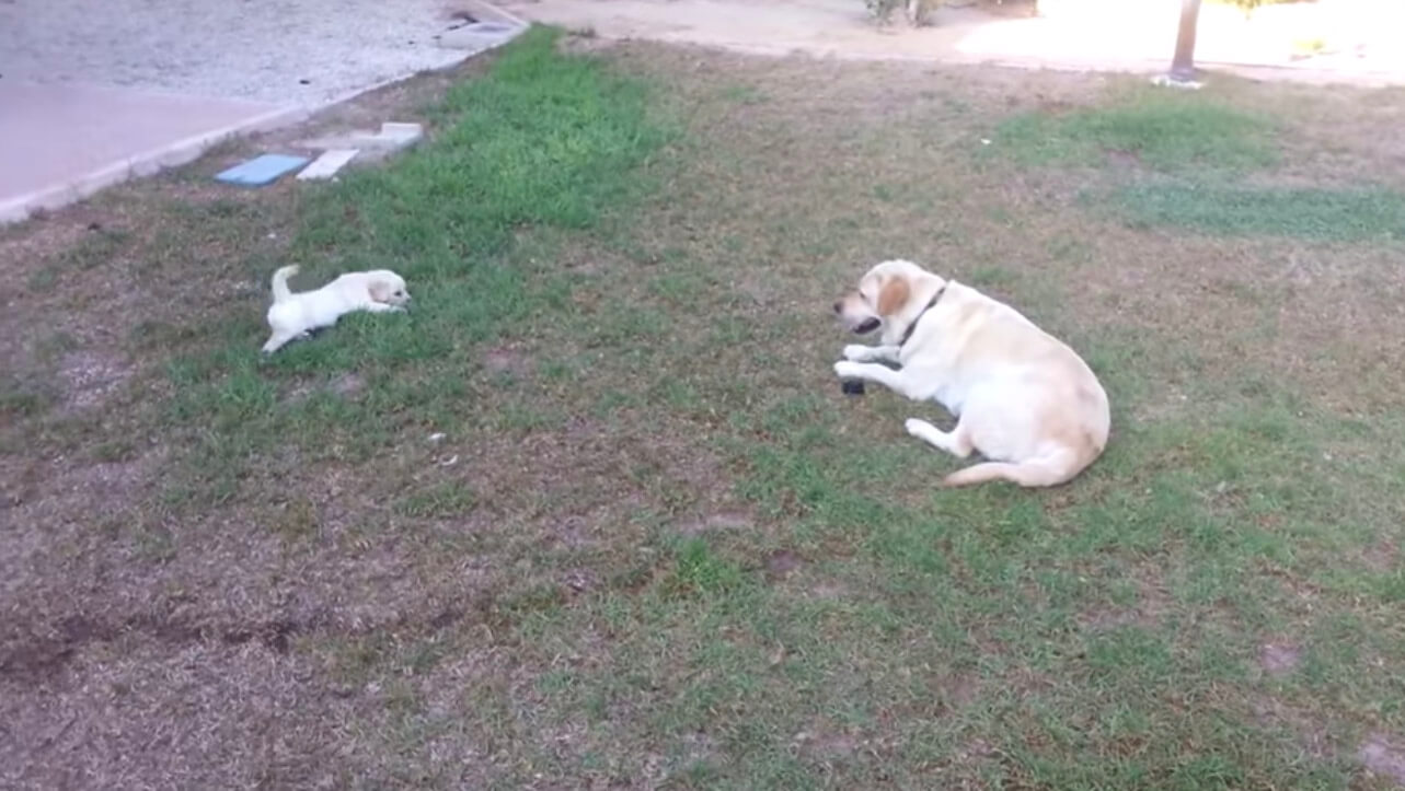 ラブラドールレトリーバー,動画