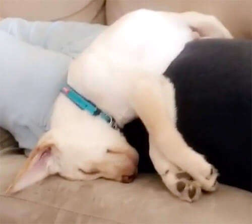 ラブラドールレトリーバー,動画