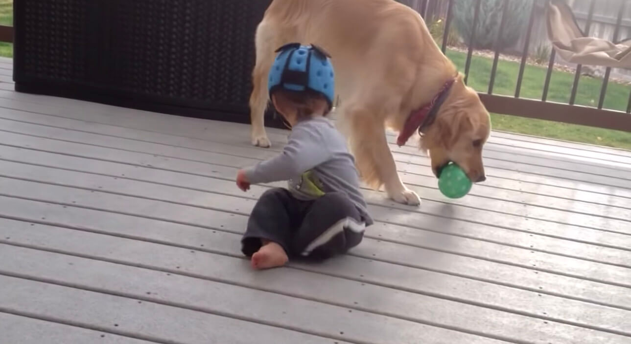 ゴールデンレトリーバー,動画