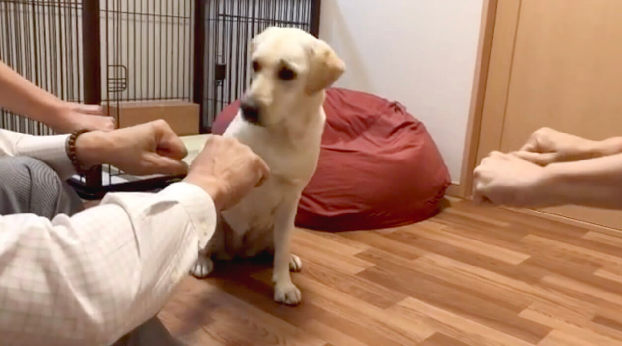 ラブラドールレトリーバー,動画
