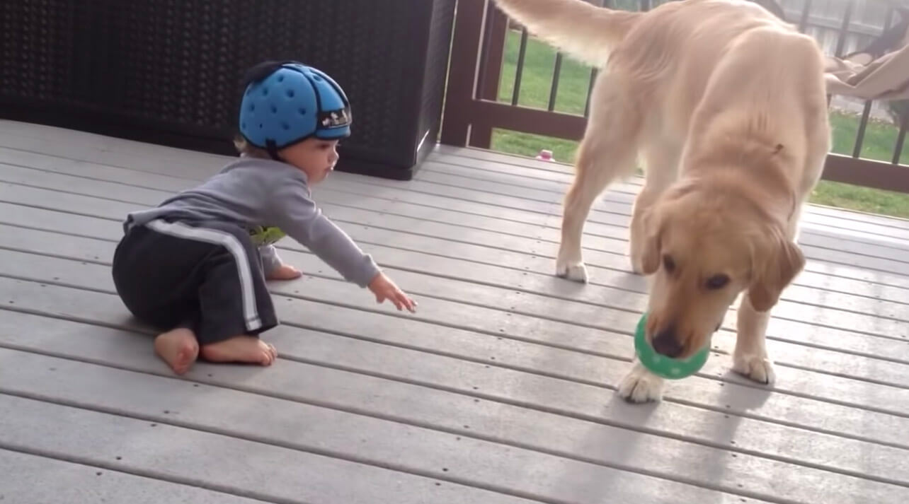 ゴールデンレトリーバー,動画