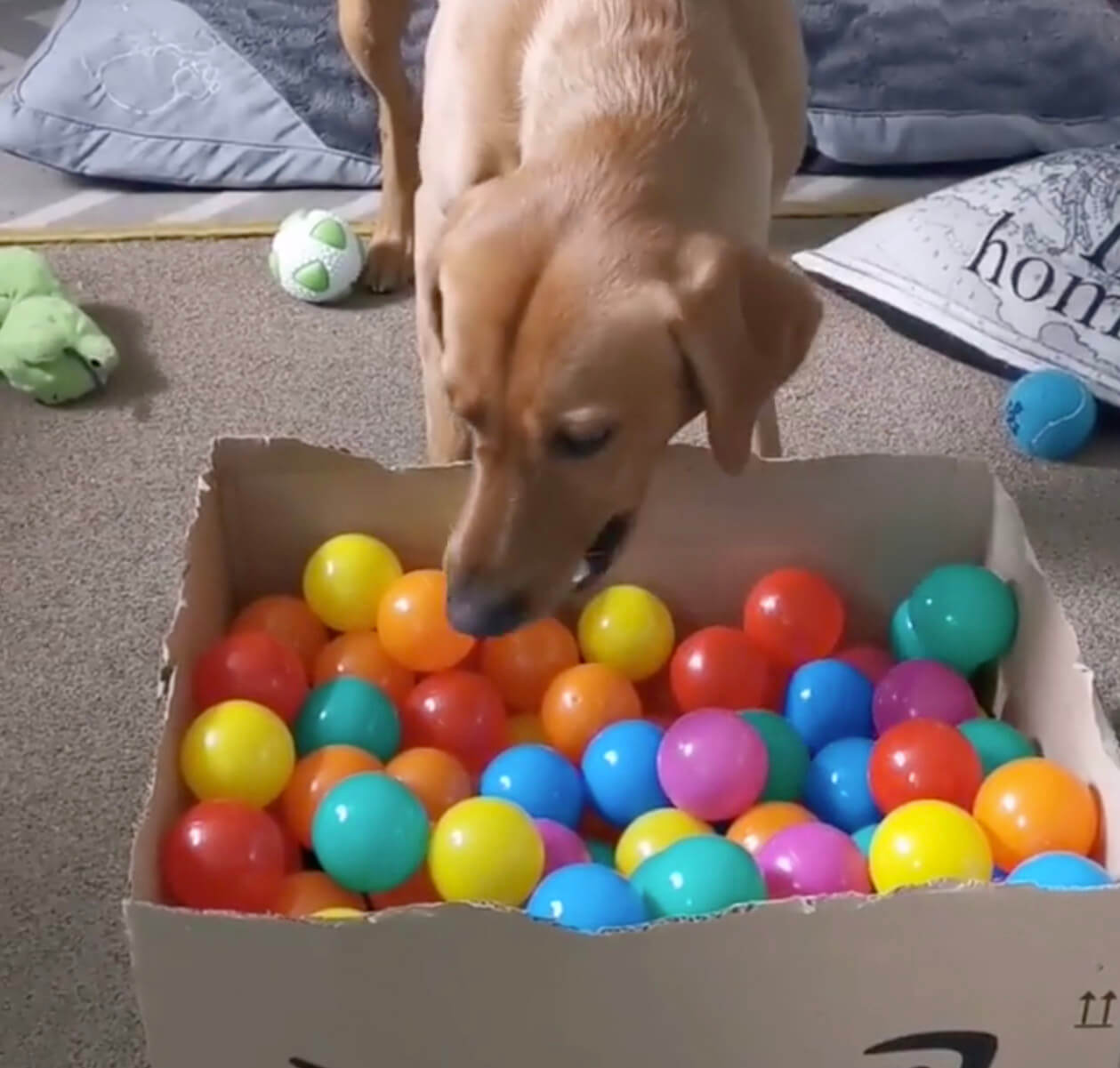 ラブラドールレトリーバー,動画