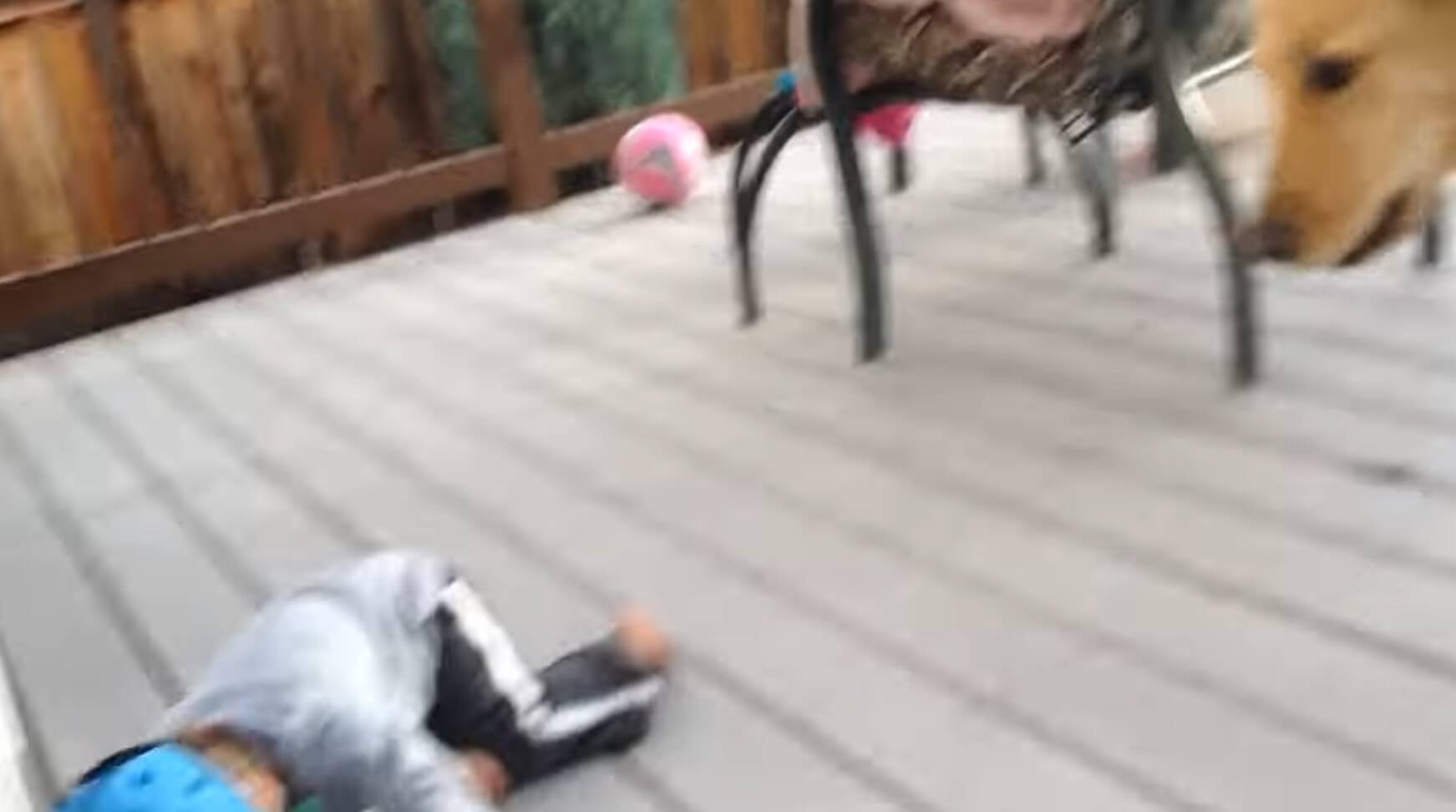 ゴールデンレトリーバー,動画