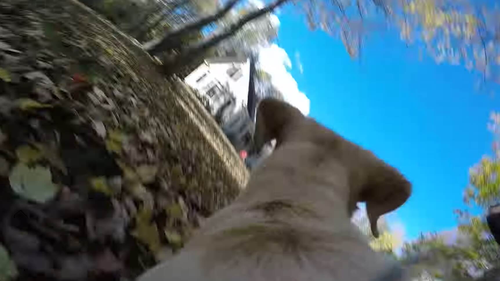 ラブラドールレトリーバー,動画